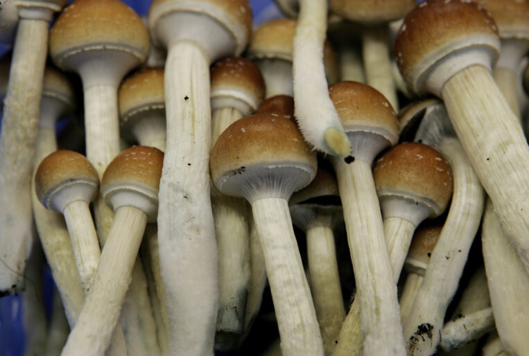 rechtliche mushrooms